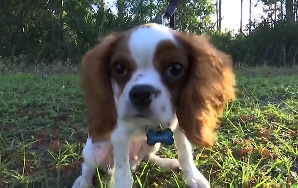 7. А вам приходилось когда-нибудь вступать в схватку с дикими хищниками, чтобы спасти своего питомца? Расскажите нам свою историю в комментариях! :)