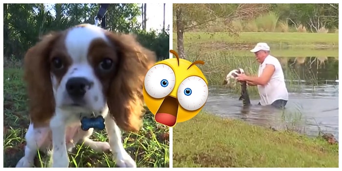 74-летний дедушка из Флориды вступил в схватку с аллигатором, чтобы спасти щенка... и победил (даже не выронив сигару изо рта!)