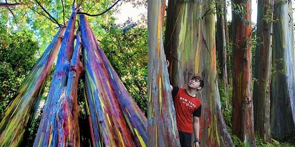 4. Hawaii'de gökkuşağı renginde kabuklara sahip Okaliptüs ağaçları bulunmaktadır.