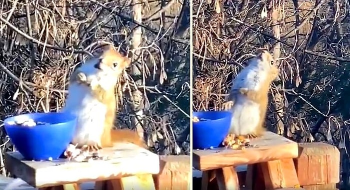 Видео, которое нужно увидеть всем! Белка захмелела, объевшись ферментированных груш