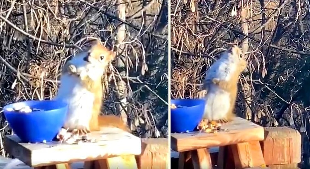 Видео, которое нужно увидеть всем! Белка захмелела, объевшись ферментированных груш