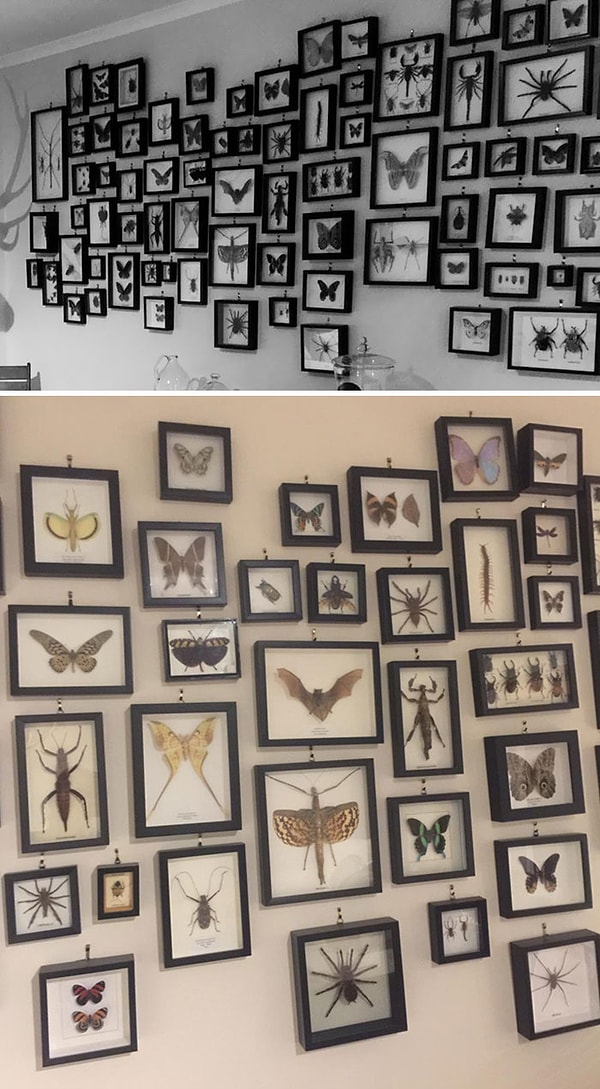 2. "У мамы моего друга в Австралии есть коллекция живности, которую она обнаруживала в своем доме".