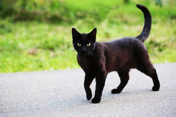 13. Yolda yürürken bir kara kedi görürlerse sol omuzlarından yere tükürürler.