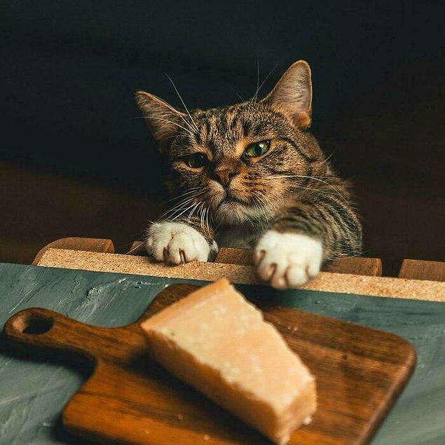 3. Peynir çalmaya çalışan bir kedi.