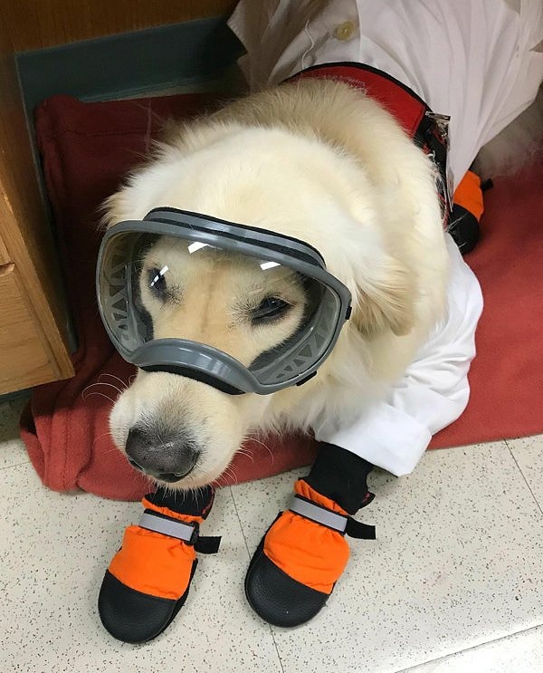 1. В эти тяжелые времена, но, что бы вы ни пережили, эти трудолюбивые щенки вызовут у вас улыбку.