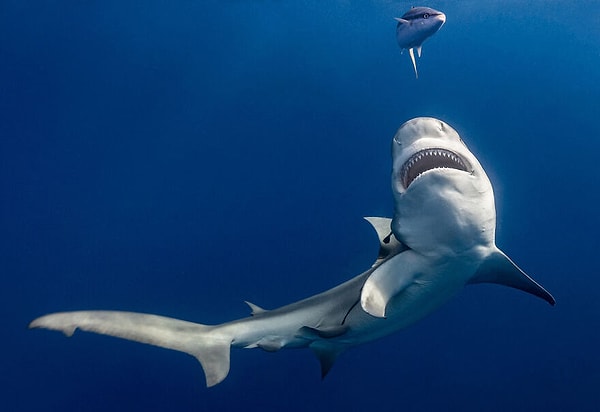 16. Номинант: Выбор сообщества