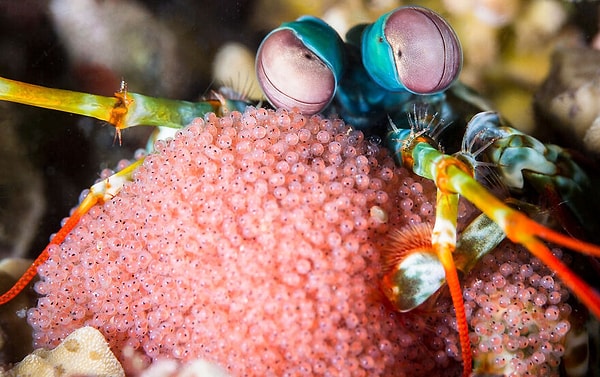 20. Номинант: Коллективное портфолио