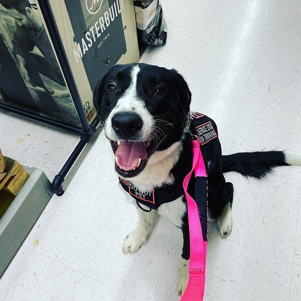 14. Моя собака-психиатр-поводырь