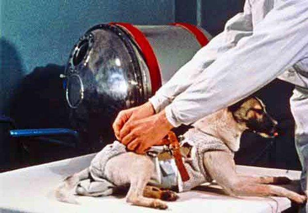 31 Ekim 1957 günü uzay aracına yerleştirilen Laika 3 gün boyunca vücut ısısı sabit tutularak küçük bölmesinde bekletilir.
