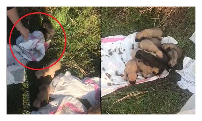 Ölmek Üzerelerdi: Çuvalın İçine Konulan 12 Yavru Köpeği Hayvanseverler Kurtardı