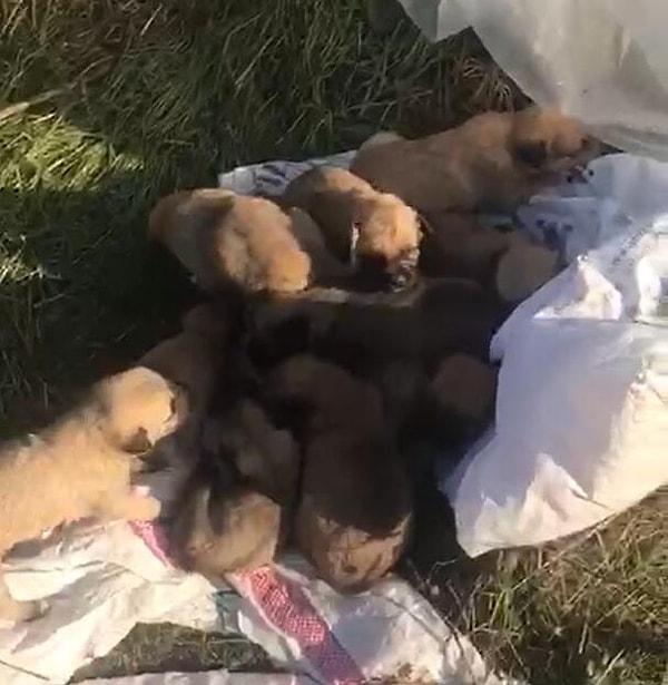 Çuvalları açan hayvanseverler, içlerinde 12 yavru köpek buldu.
