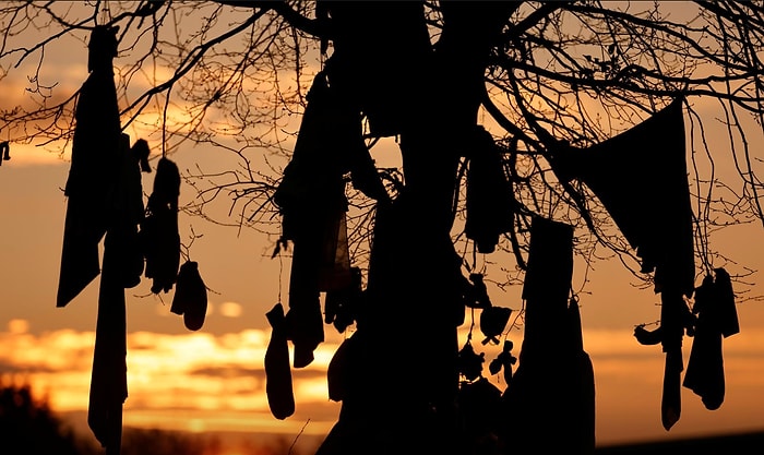 Языческий обычай через призму COVID-19: Во Франции на "целебные" деревья теперь привязывают не носки, а медицинские маски