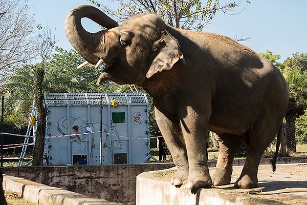 5. Теперь жизнь Каавана заиграла новыми красками! Слон ужасно грустил и действительно страдал от одиночества долгих 8 лет - с тех самых пор, когда умерла его подруга по имени Сахели, с которой Кааван прожил вместе 22 года.
