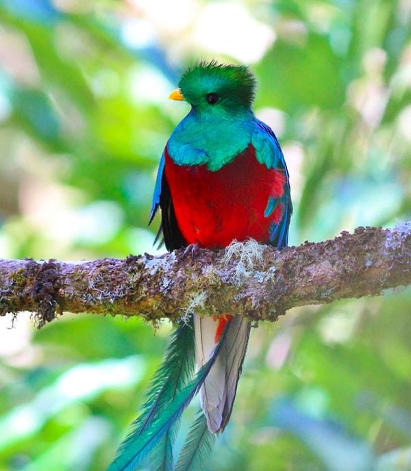 11. Bu kuşun türü ise Quetzal. IUCN Kırmızı Listesi'nde bulunuyor ancak insanlar bu kuşların yaşam alanı olan tropik ormanları yok etmeye devam ediyor.
