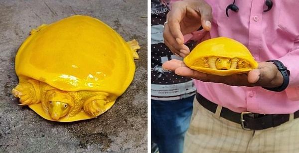 18. Burdwan'da bir gölette bulunan bu Hint kanatlı kaplumbağasında normalde sarı noktalar olur ancak bu kaplumbağa tamamen sarı.