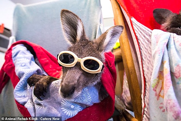 Детеныши кенгуру, получившие ужасные ожоги во время пожара в Австралии, проходят лечение лазером от в специализированной клинике