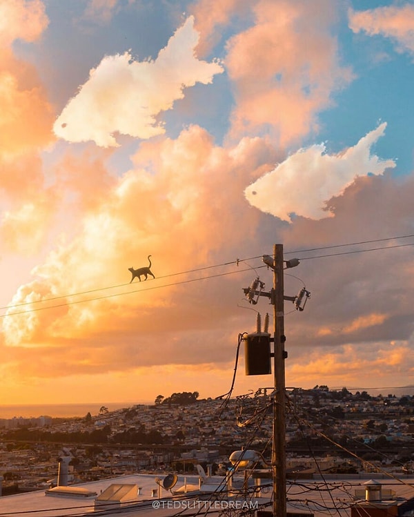 2. Кошачье приключение