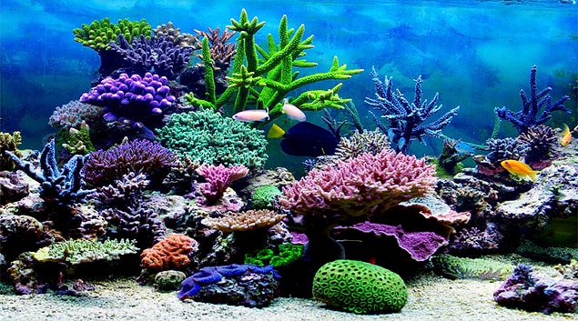 6. Chasing Coral