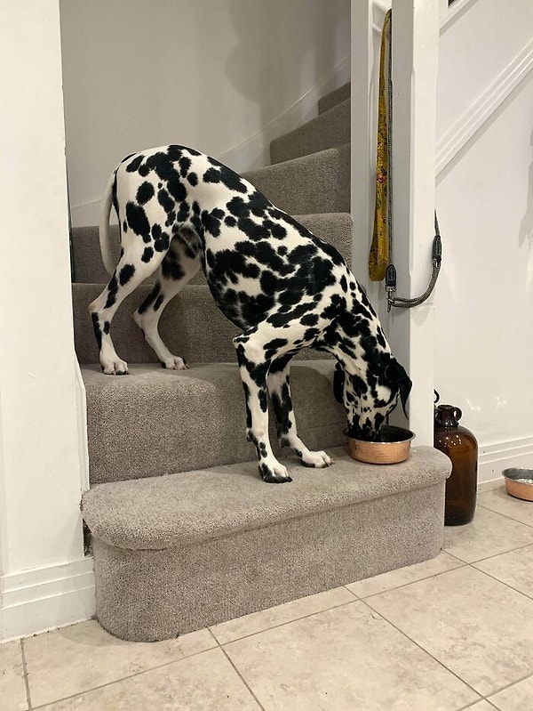 14. "Мы специально поставили миску нашей собаки на нижнюю ступеньку лестницы, чтобы ей не приходилось нагибаться во время еды..."