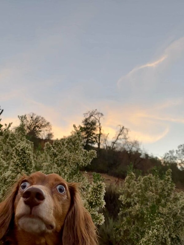 6. "Наша собака и этот удивительный мир".