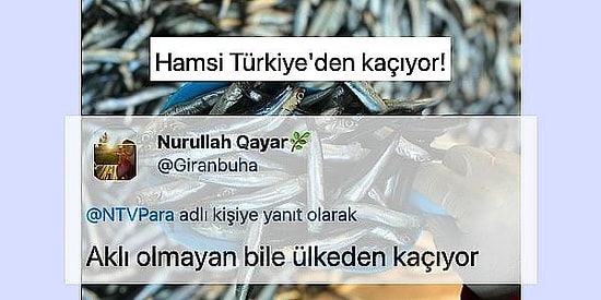 "Hamsi Türkiye'den Kaçıyor" Haberine Yaptıkları İğneleyici Yorumlarla Mevzuyu İnce Gören Mizahşörler