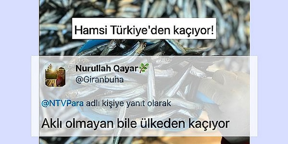 "Hamsi Türkiye'den Kaçıyor" Haberine Yaptıkları İğneleyici Yorumlarla Mevzuyu İnce Gören Mizahşörler