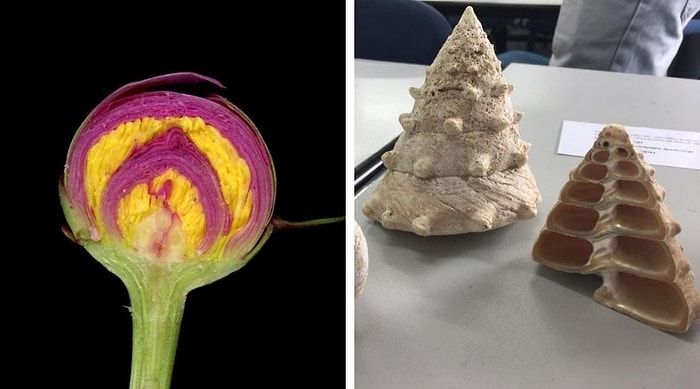 Такими вы их еще не видели: 17 фотографий предметов, которые покажут себя изнутри