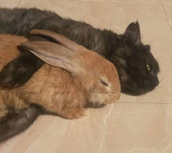 19. "Мой кузен только что взял этого очаровательного кролика, но ушастый друг очень испугался его и прильнул к его кошке, чтобы она защитила беднягу".