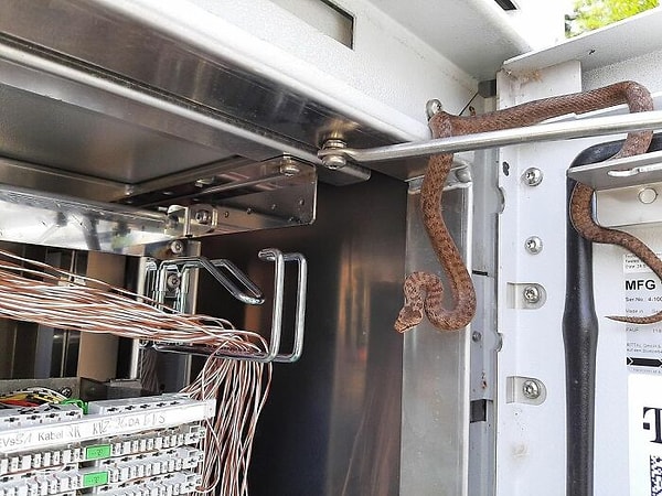 8. Немецкий T-Mobile обнаружил 3 змеи внутри своего сетевого подразделения