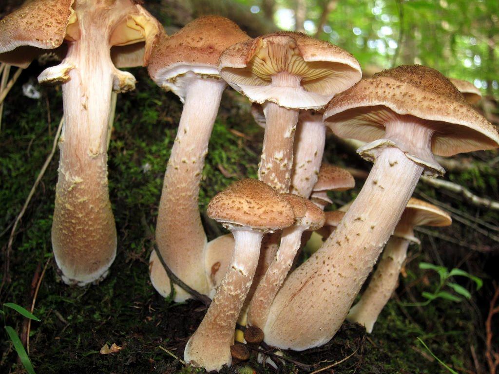 Армиллярия гриб в сша