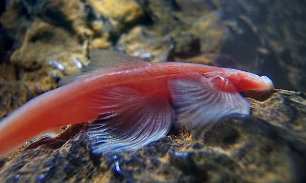 12. Рыба Cryptotora thamicola, обитающая в Таиланде, может лазить по скалам. Cryptotora thamicola, единственная рыба, которая может ходить, использует свои плавники так же, как рептилии используют свои конечности.