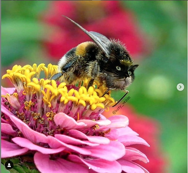 6. Проворный котошмель