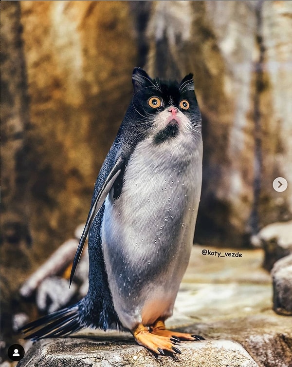 9. Стройный котопингвин