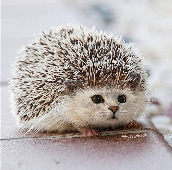 13. Трогательный котоеж