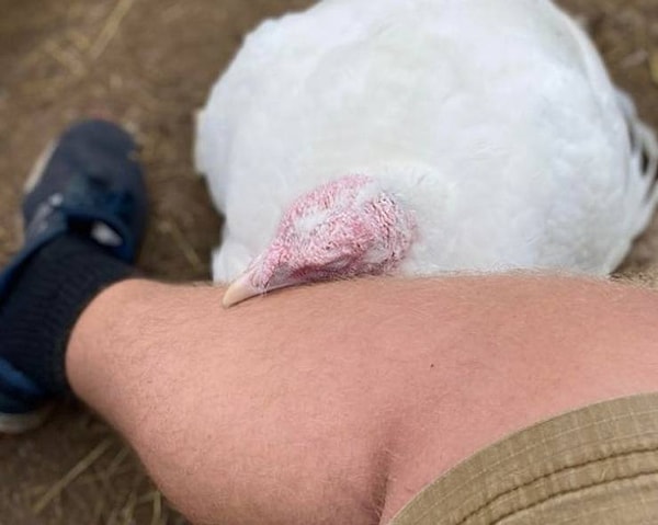 1. "Я спас эту индейку в День Благодарения и назвал парня Фредом".