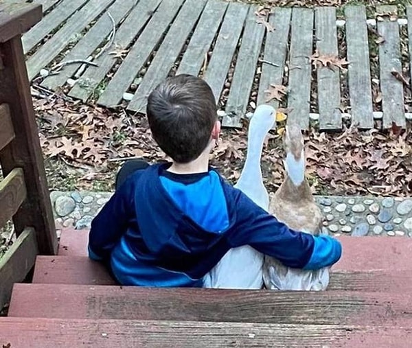 11. "Мой 5-летний сын и его друзья-гуси".