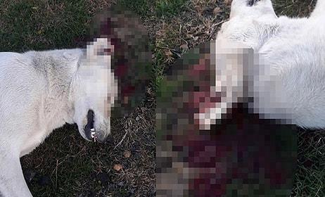 Hayvana Şiddet Bitmiyor: Bir Avukatın, Tavuğunu Boğduğu İçin Köpeği Tüfekle Vurduğu İddia Edildi
