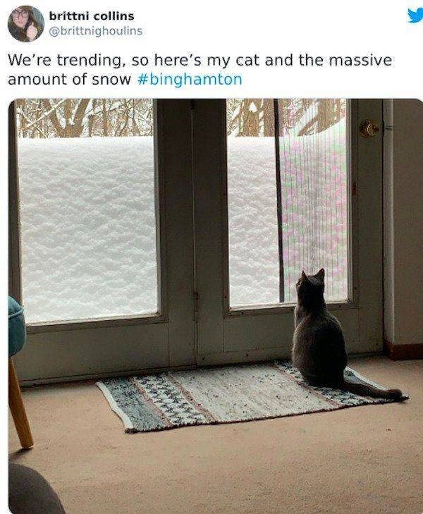 2. "Мы в тренде, так что вот фото моего кота и огромного количества снега за окном".