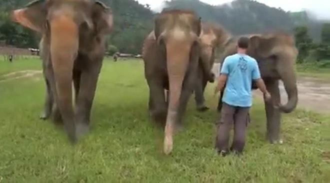 Fillerin, Kendilerini Kurtaran Bakıcının Sesini Duyduklarında Verdikleri Tepki Gözlerinizden Kalpler Fışkırtacak