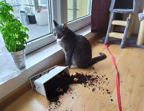 9. "Мой кот не позволяет мне выращивать лук".