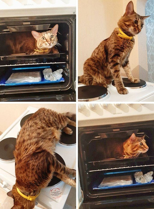 17. "Мы купили новую плиту, и тут наш кот решил, что это его новая кровать. Он проводит в ней все свободное время!"