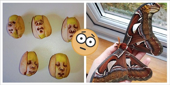 16 обладателей "необычных" хобби, которые точно переплюнут вашу коллекцию пивных крышечек из разных стран мира