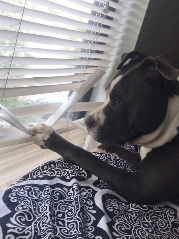 12. Уж не играет ли мой Человек с другими собаками...За ним глаз да глаз!