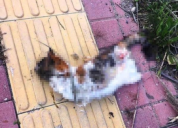 9. Antalya'da bir kedinin bacakları kesilmiş halde bulunması...