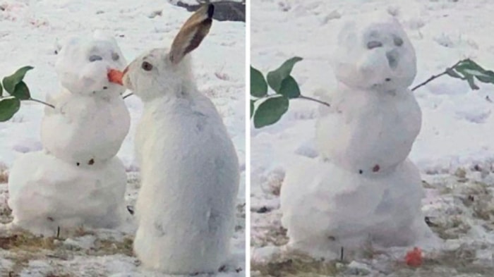 Видео, на котором кролик ест морковный нос снеговика, становится невероятно популярным в Сети