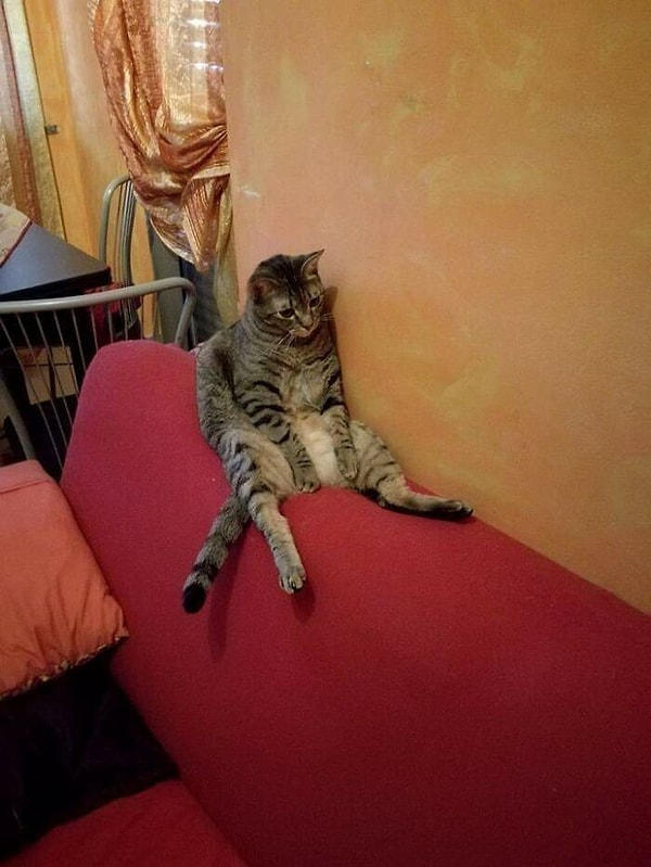 1. Сегодня мне было очень грустно, и я подумала: «Мне не терпится пойти домой и увидеть мою кошку, она сделает меня счастливой». И тут я узнала, что она была более подавлена, чем я