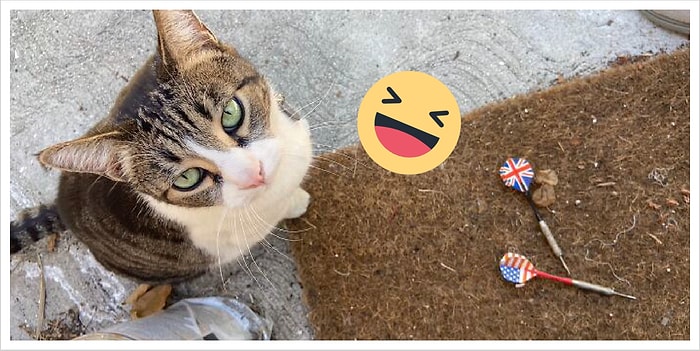 Знакомьтесь с Чайной - кошкой-клептоманкой, которая собирает "трофеи" для своей хозяйки по всем соседям вокруг (18 фото)