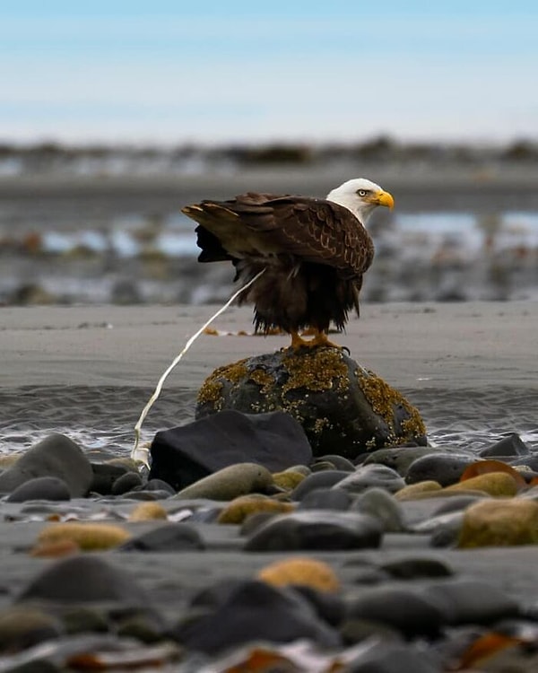 3. Вот моя любимая фотография дикой природы на сегодня :)
