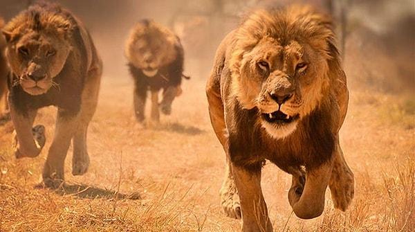 2. Ürkütücü bakışlarıyla görenleri korkutan Zimbabwe aslanları: