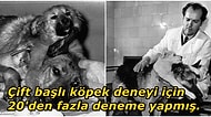 Ünlü Çift Başlı Köpek Deneyi ile Tüm Dünyayı Şaşkına Çeviren Bilim İnsanı Vladimir Demikhov